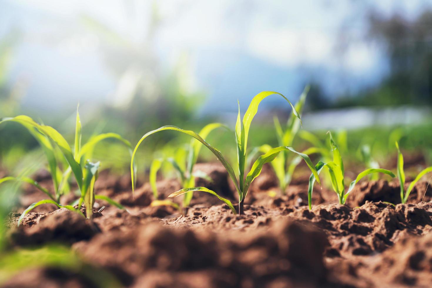 planta de milho verde no campo na luz da manhã foto