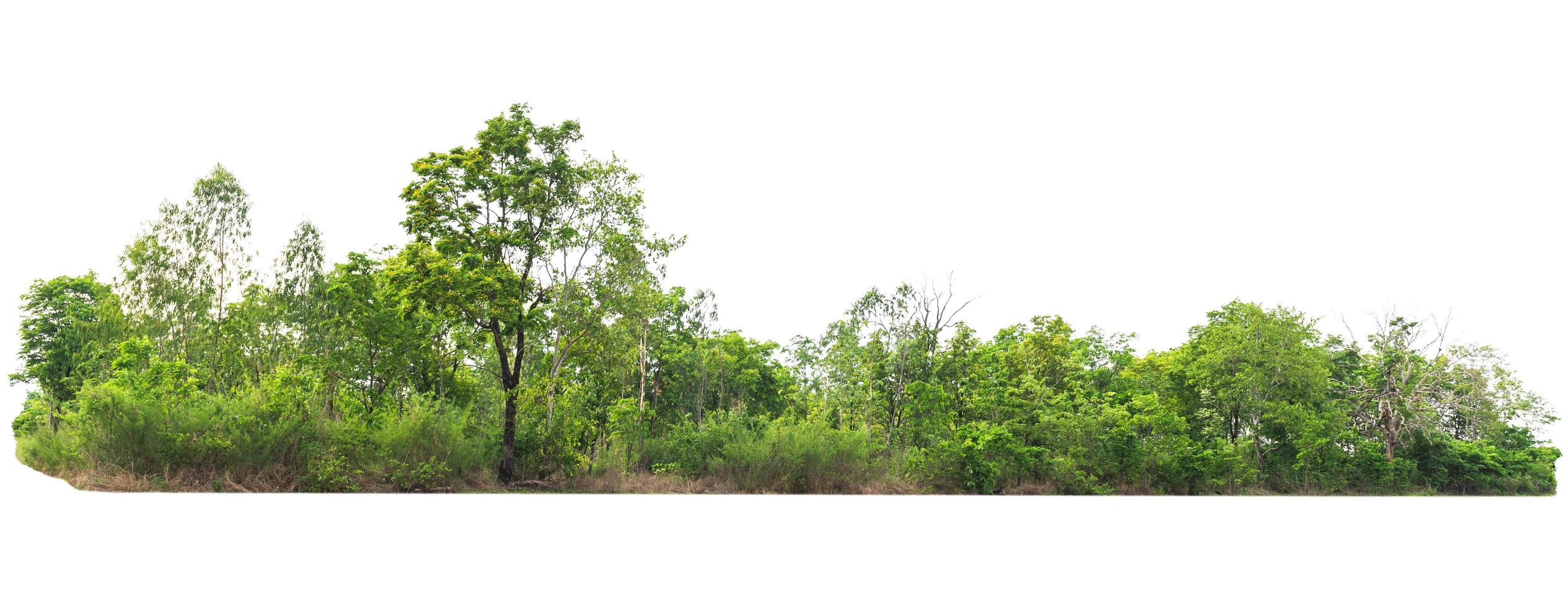grupo árvore verde isolar no fundo branco foto
