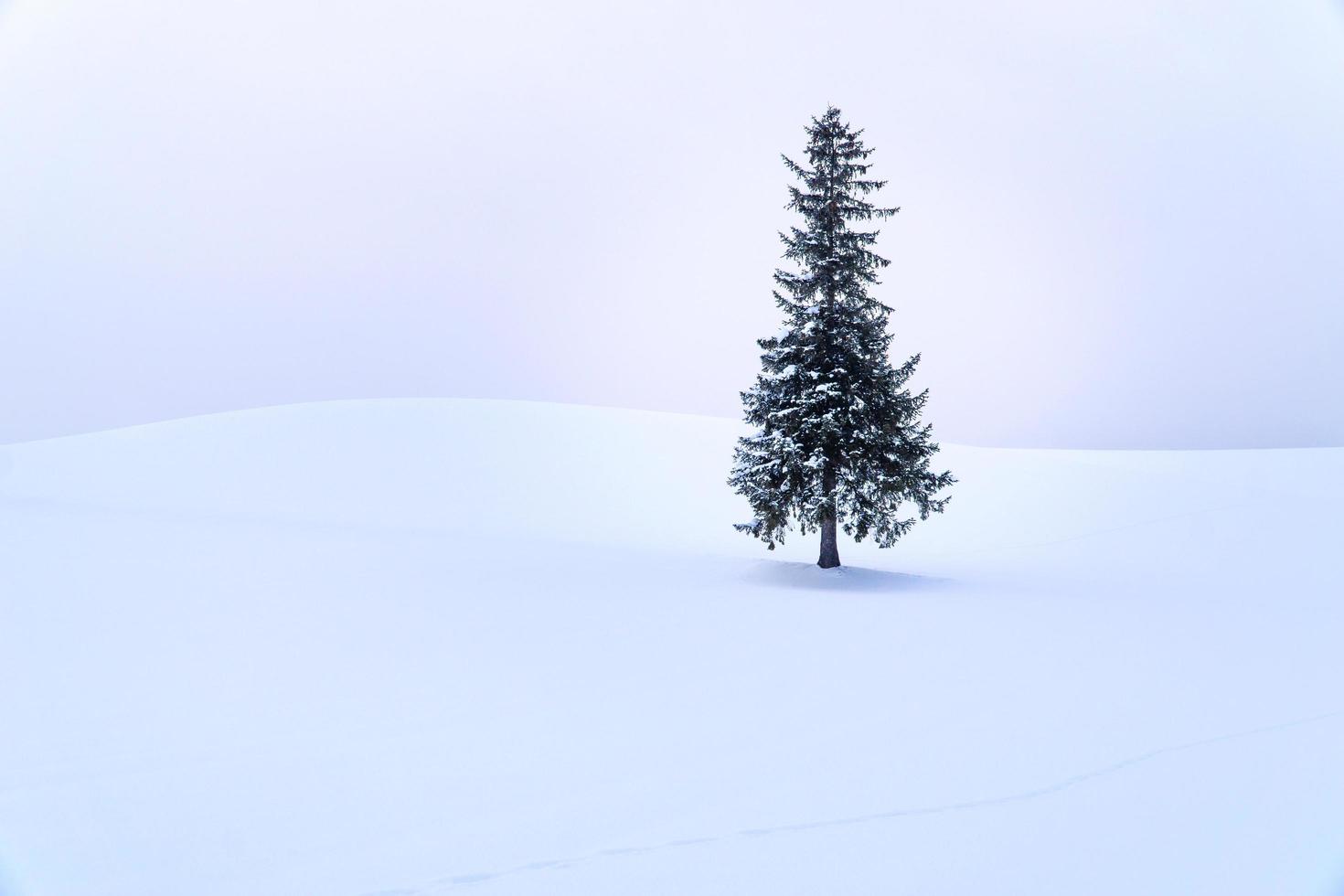 sozinho pinheiro melhor viajante de destino biei, hokkaido, japão. foto