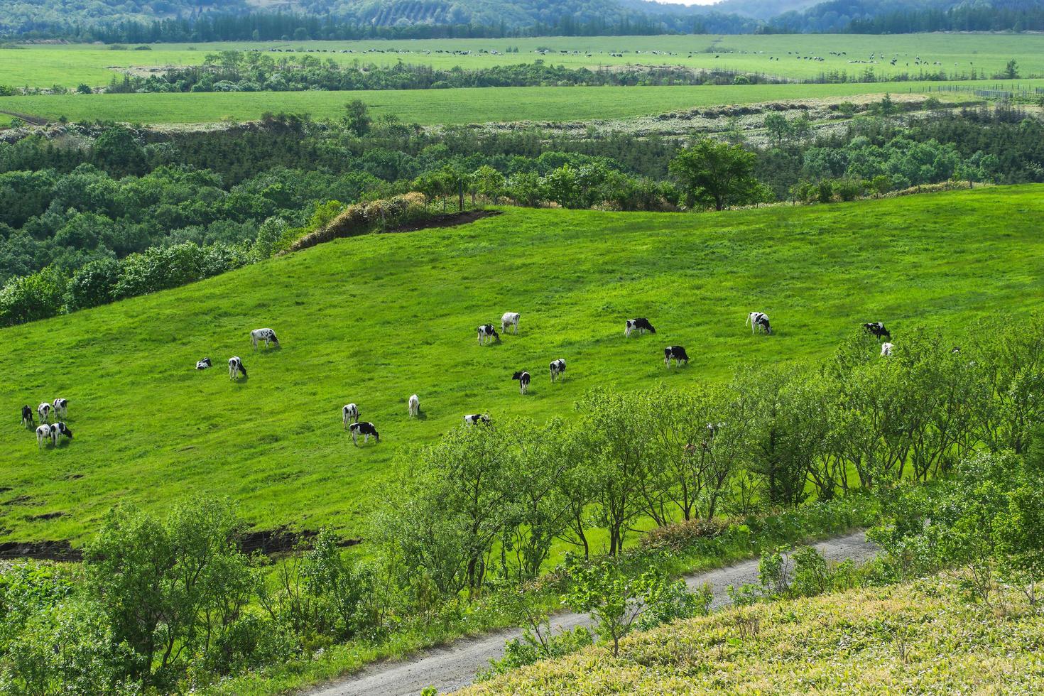 campo de grama cênico de hokkaido com vaca foto