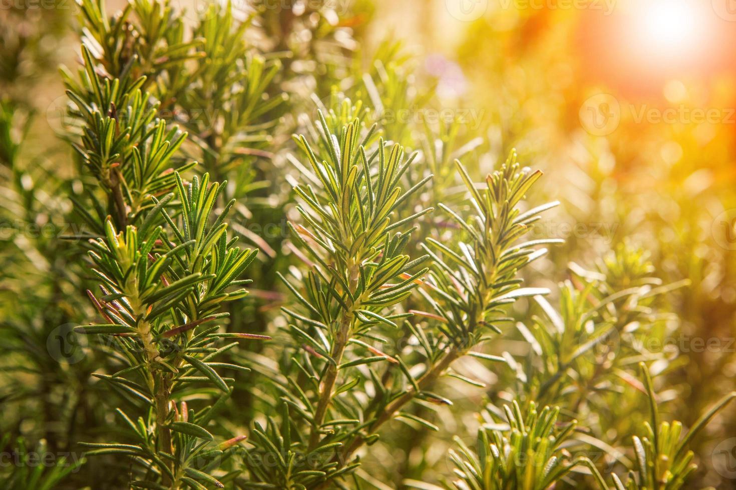 close-up de folhas de alecrim verde na plantação de agricultura foto