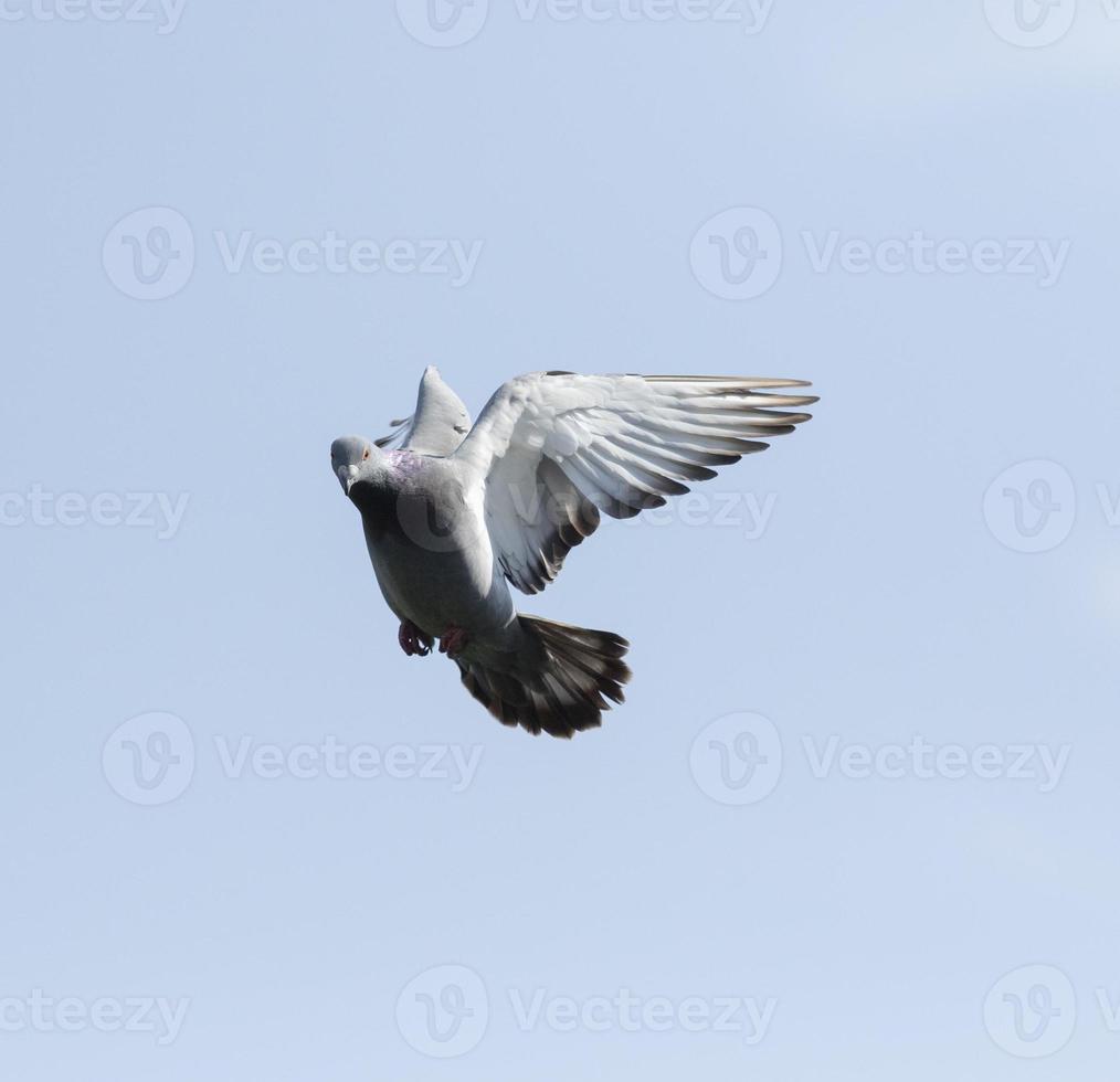 pombo-correio pairando contra o céu azul claro foto