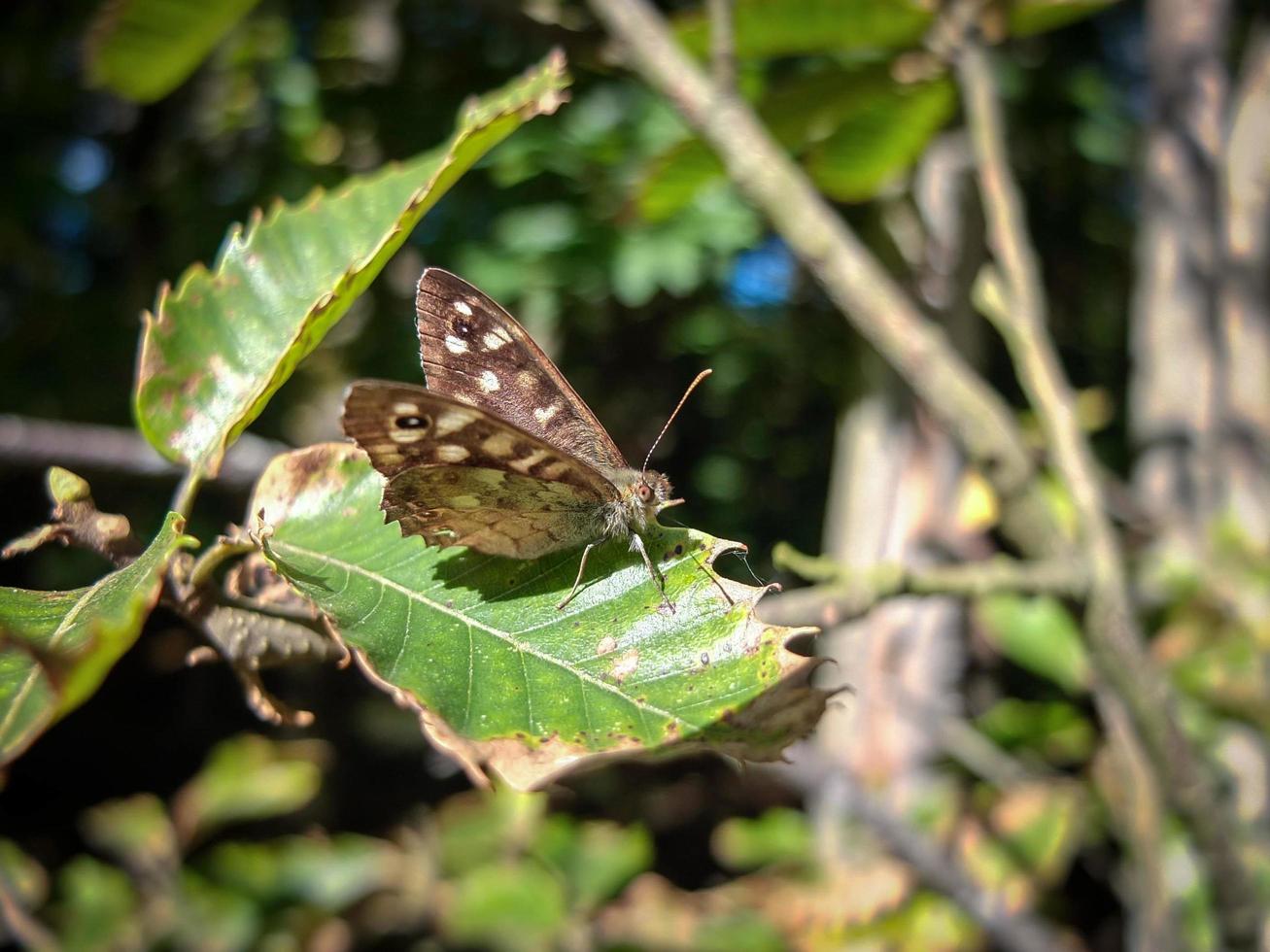 borboleta de madeira salpicada foto