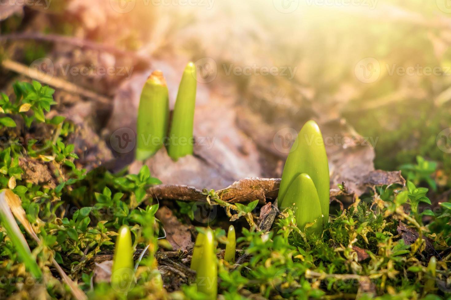 primeiros brotos verdes de flores crescem do chão. início da primavera. conceito de jardinagem e agricultura. foto