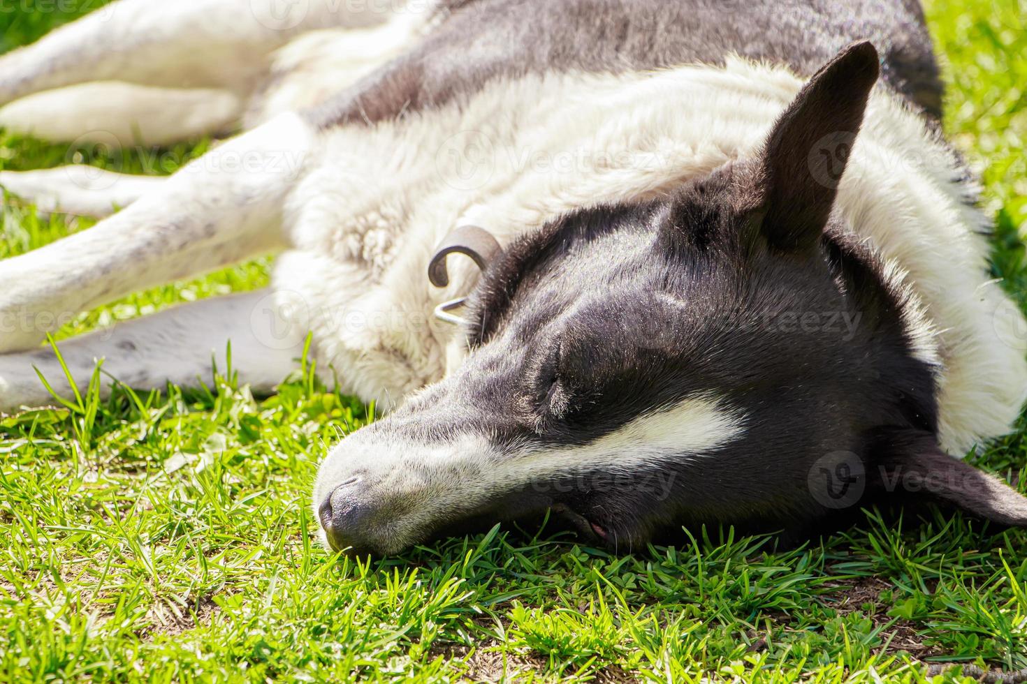 cão doméstico dorme em uma grama sob o sol da primavera. foto