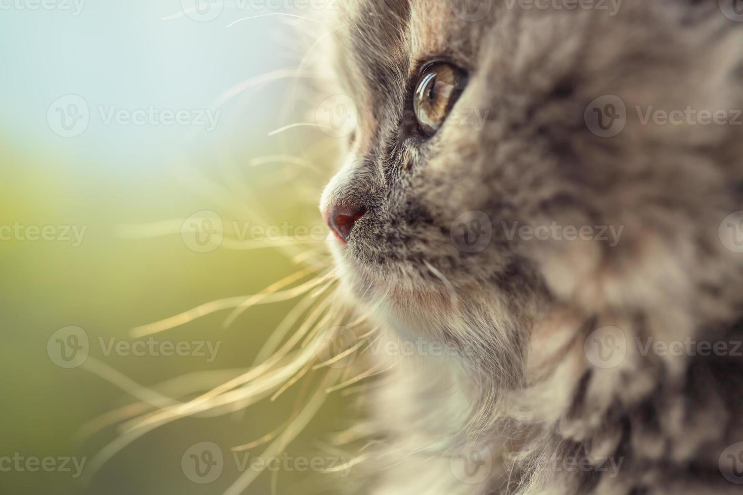 retrato de gatinho adorável desfocado foto