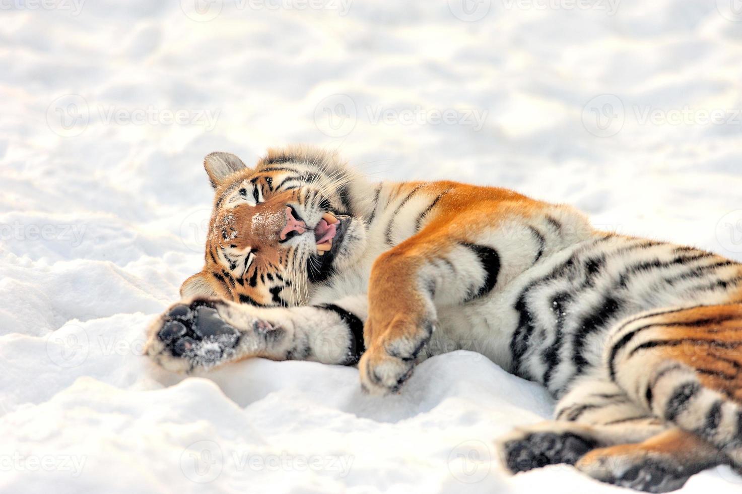 tigre foto