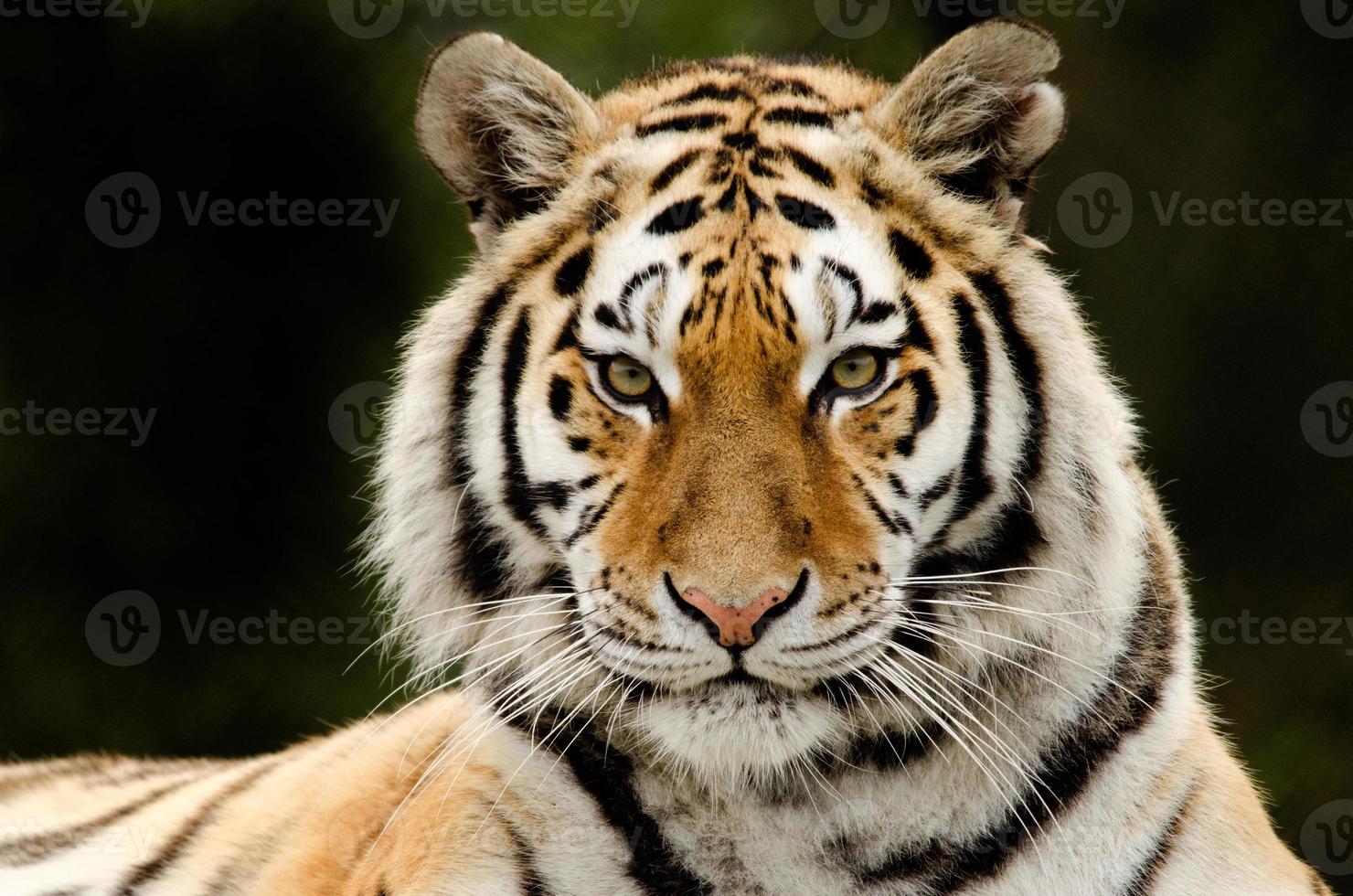olhar de tigre foto