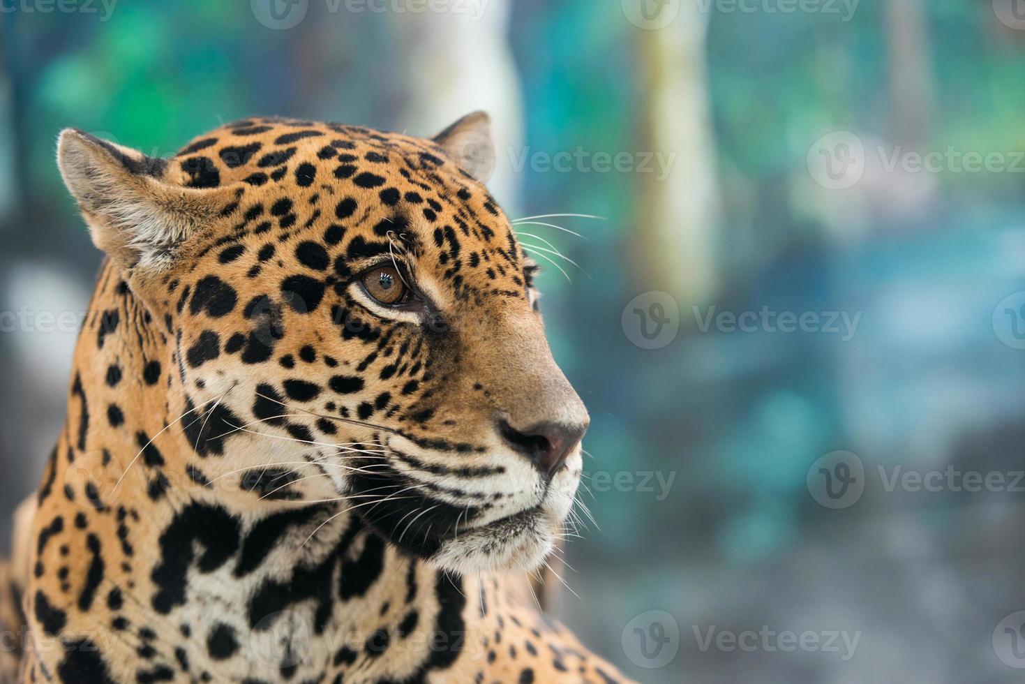 onça-pintada (panthera onca) foto