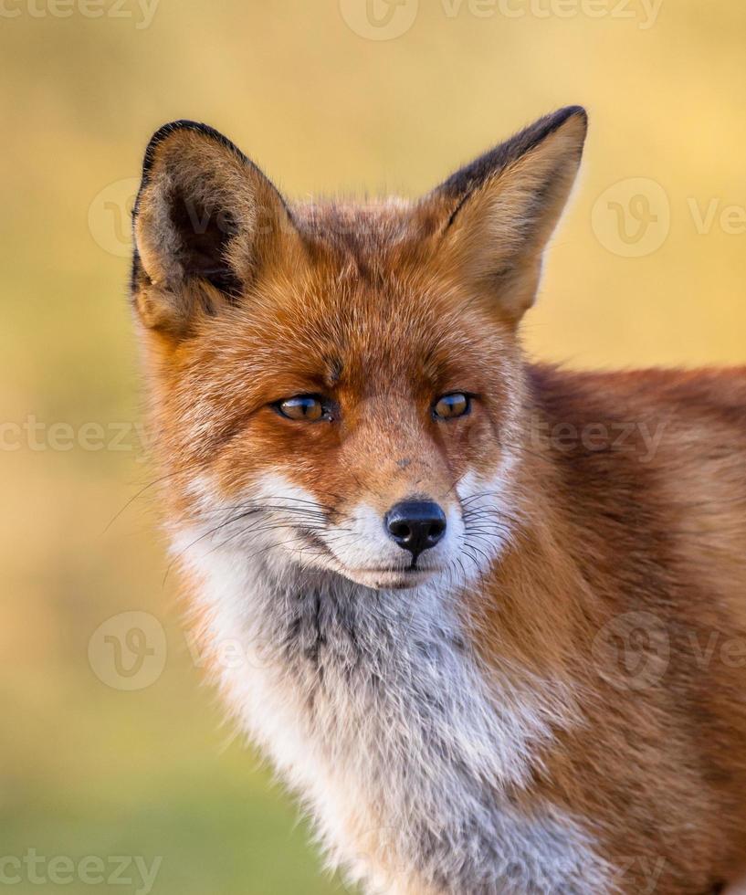 retrato completo de raposa vermelha foto