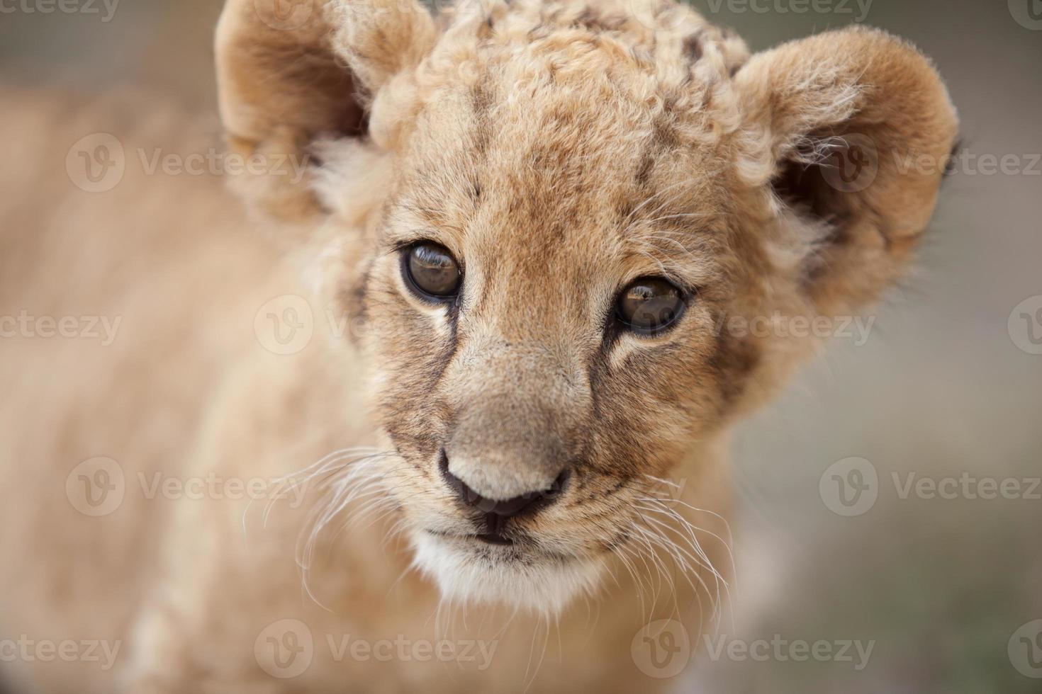 retrato de filhote de leão pequeno bonito olhando para você foto