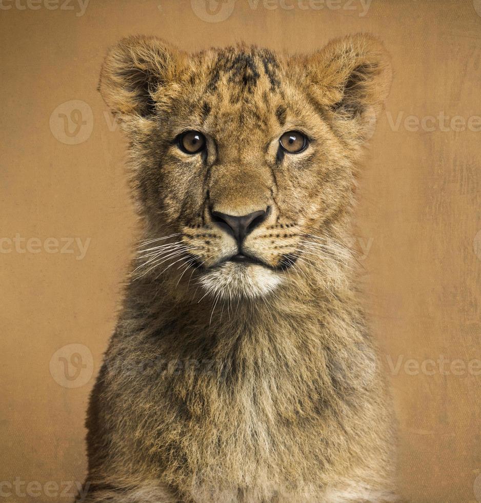 close-up de um filhote de leão, fundo vintage foto