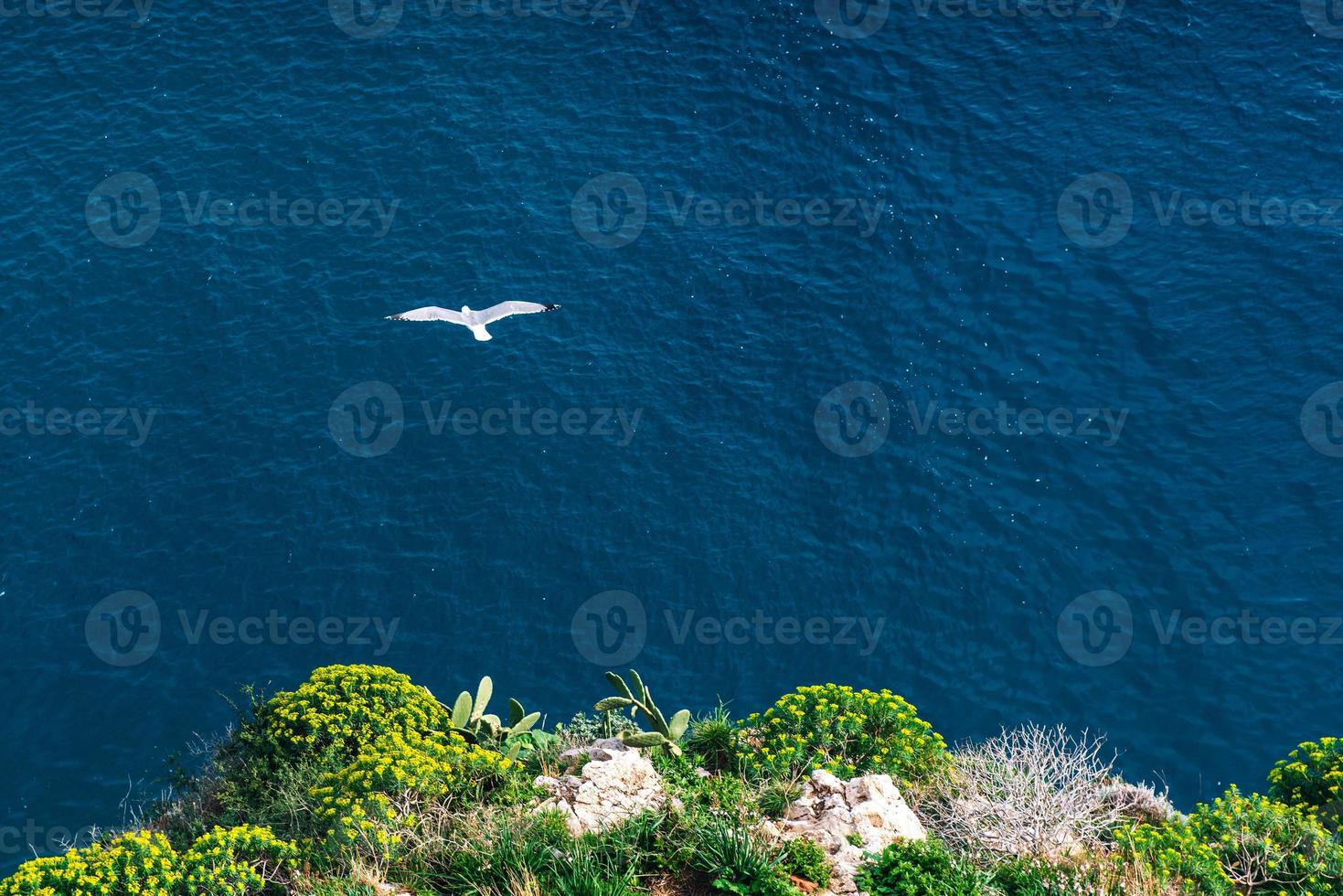 a gaivota foto