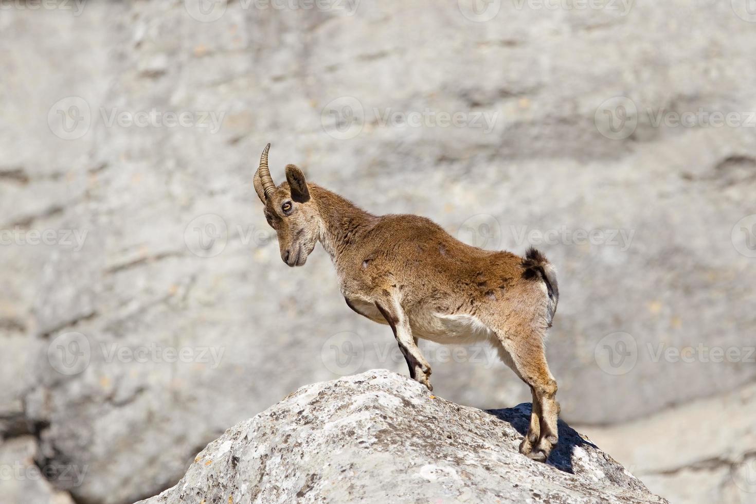 ibex espanhol ficou em pé sobre as rochas foto