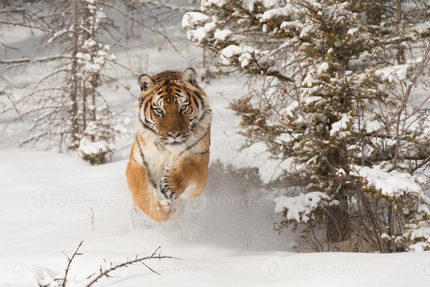 tigre siberiano adulto raro em cena de inverno nevado foto