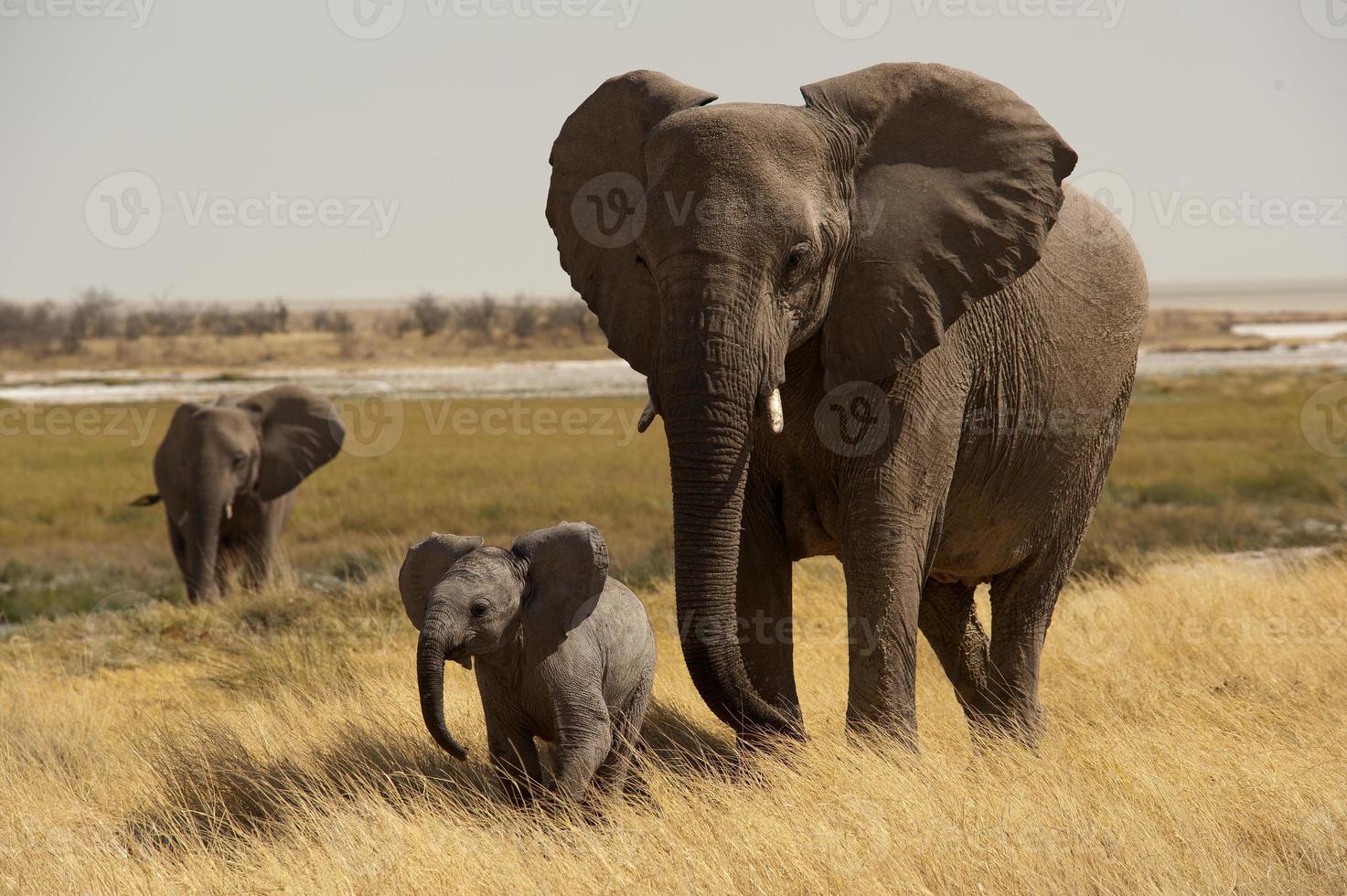 mãe elefante com bebê, poço de água de okerfontein, etosha nationa foto