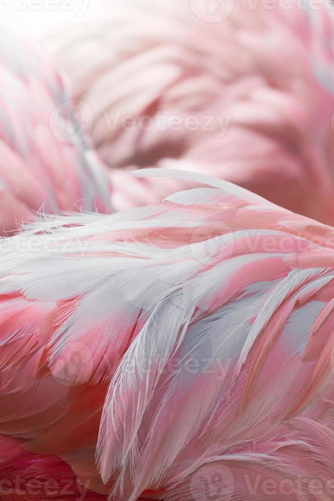 flamingos cor de rosa contra o fundo desfocado foto