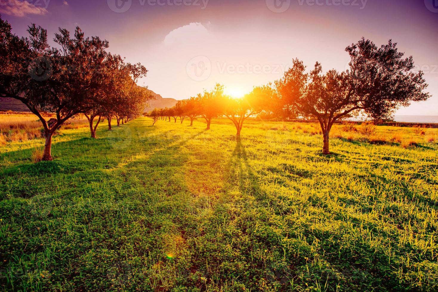 sombra da árvore com pôr do sol foto