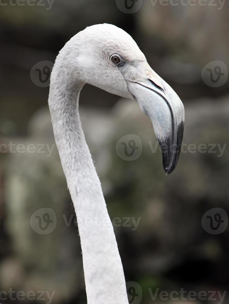 flamingo maior foto