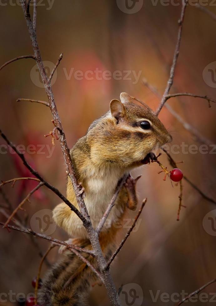 esquilo comendo bagas foto