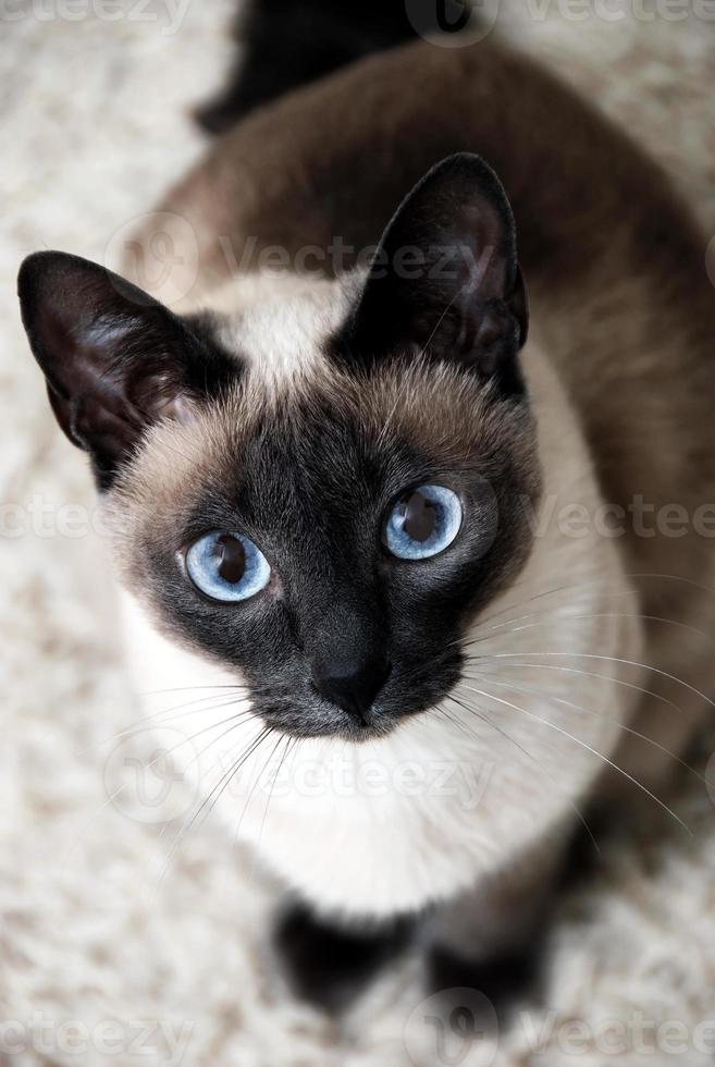 close-up de um gato siamês posando para uma foto