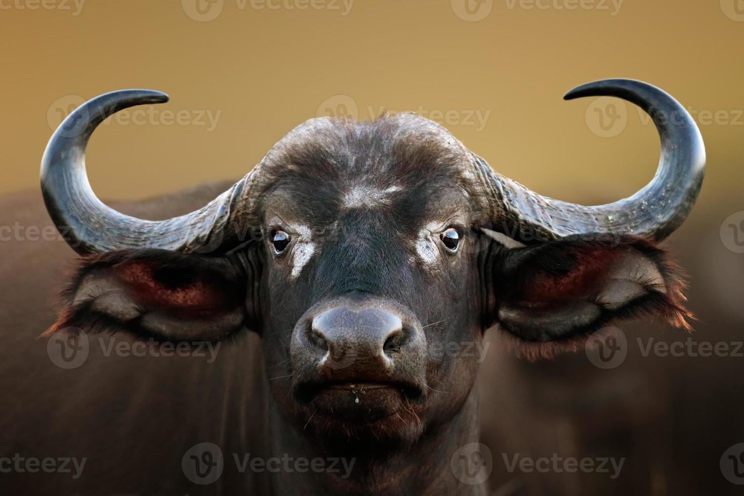 retrato de vaca de búfalo africano foto