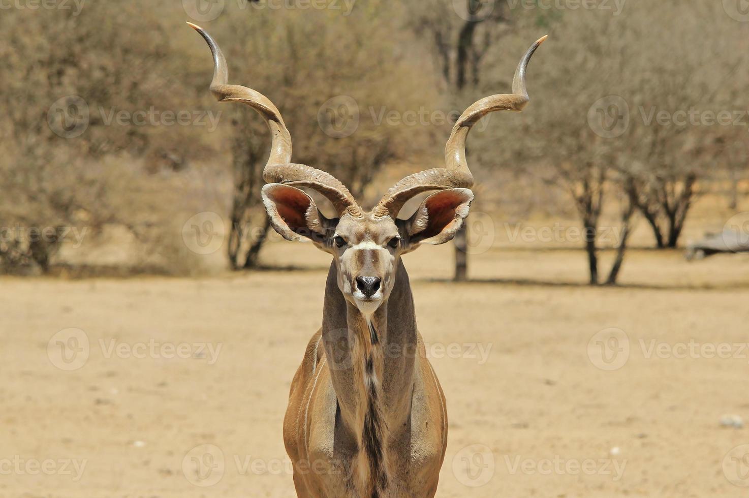 orgulho de touro kudu - fundo de animais selvagens da áfrica foto