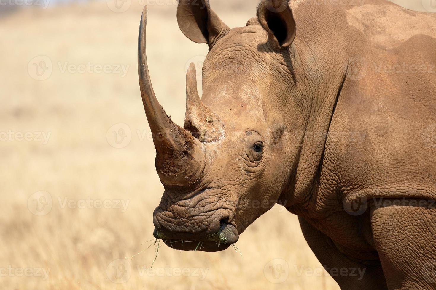 rinoceronte branco, diceros simus foto