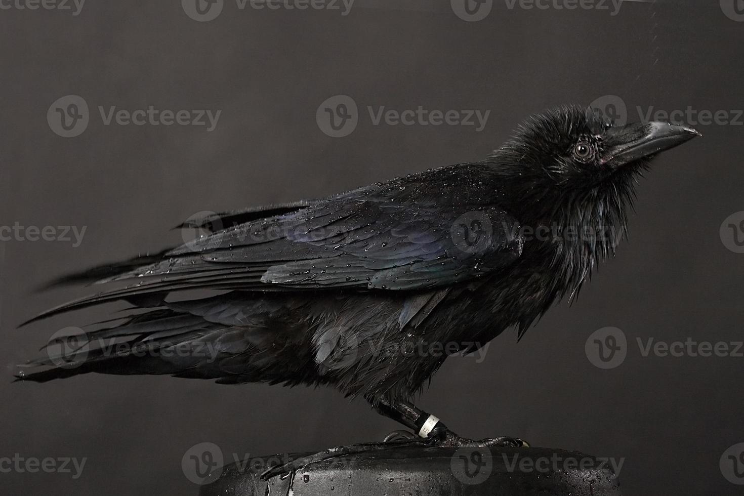 Raven foto