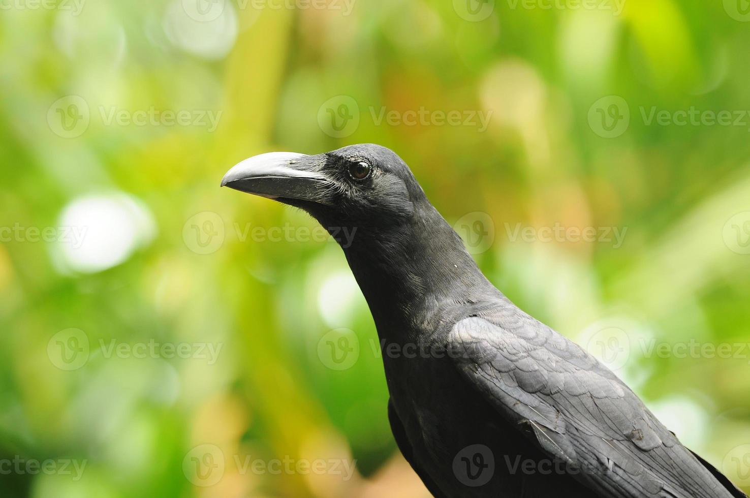 pássaro preto (corvo-de-bico-grande) foto
