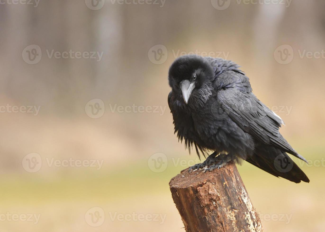 Raven foto