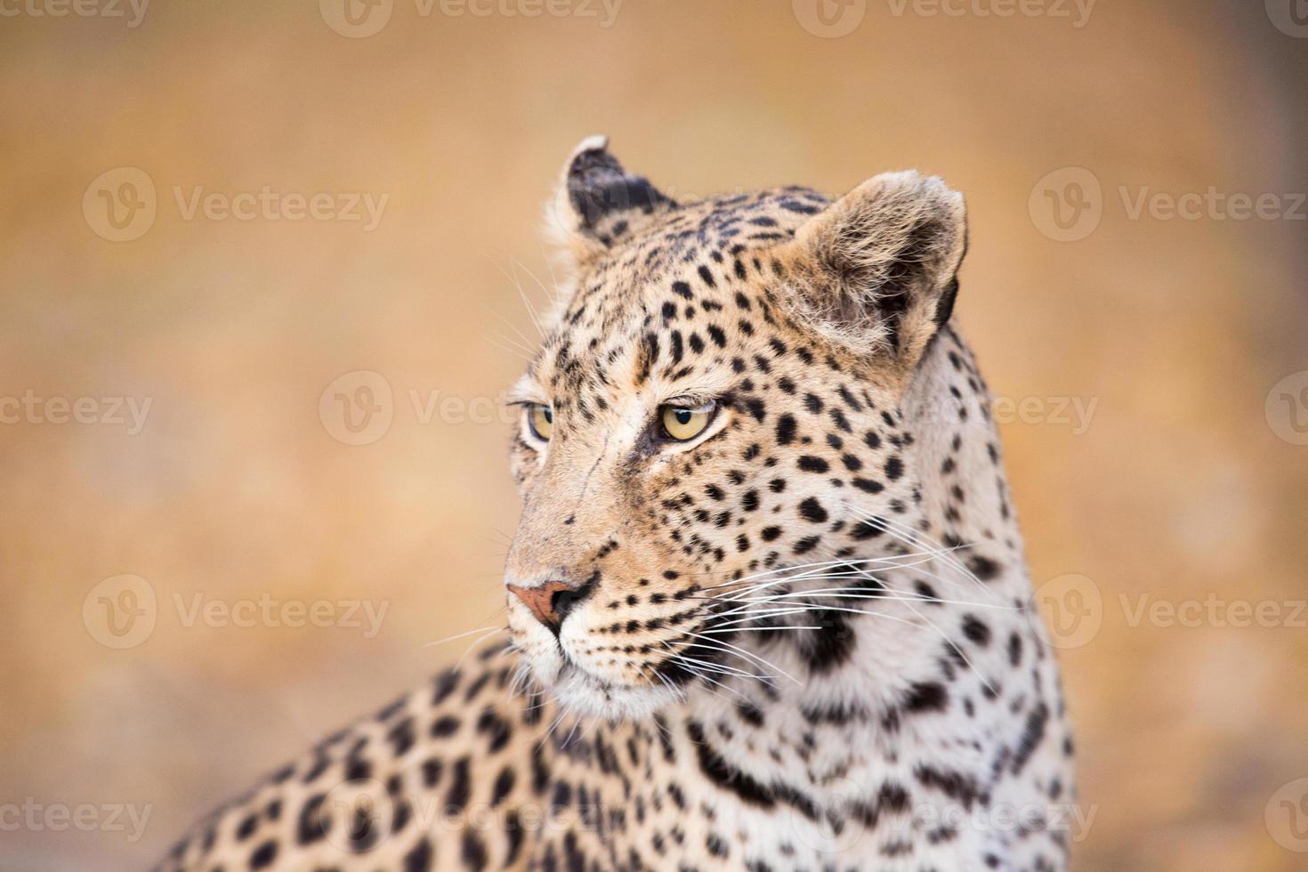 cara de leopardo foto