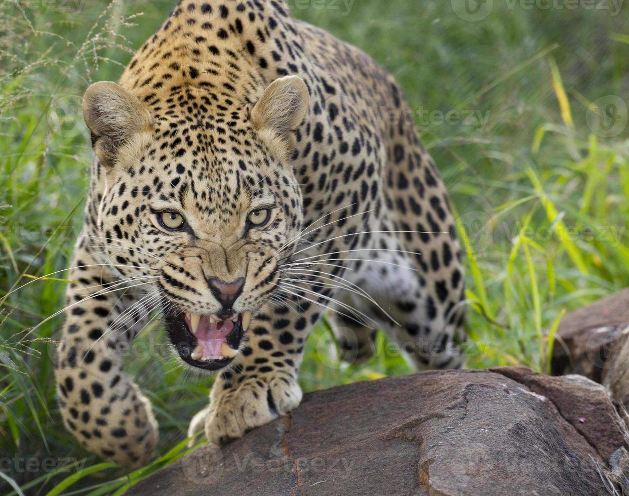 leopardo africano, rosnando, áfrica do sul foto