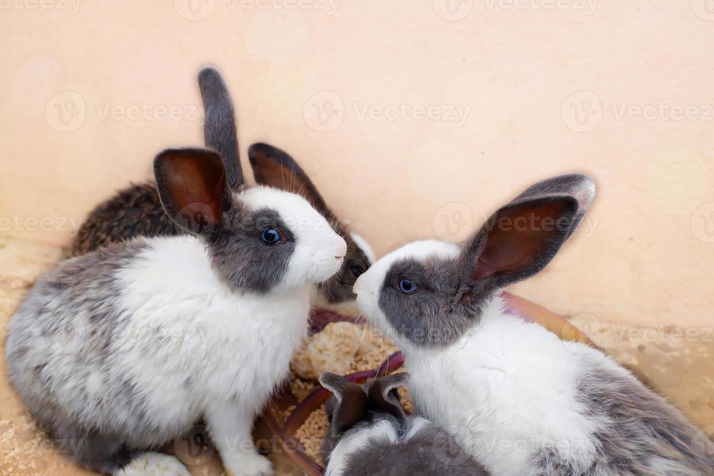 grupo de coelhos estão comendo comida. coelhos comendo comida no chão da gaiola. foto