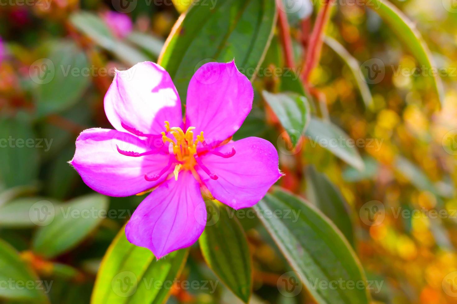 melastoma affine flower, também conhecido pelos nomes comuns língua azul ou lassiandra nativa, é um arbusto da família melastomataceae. foto