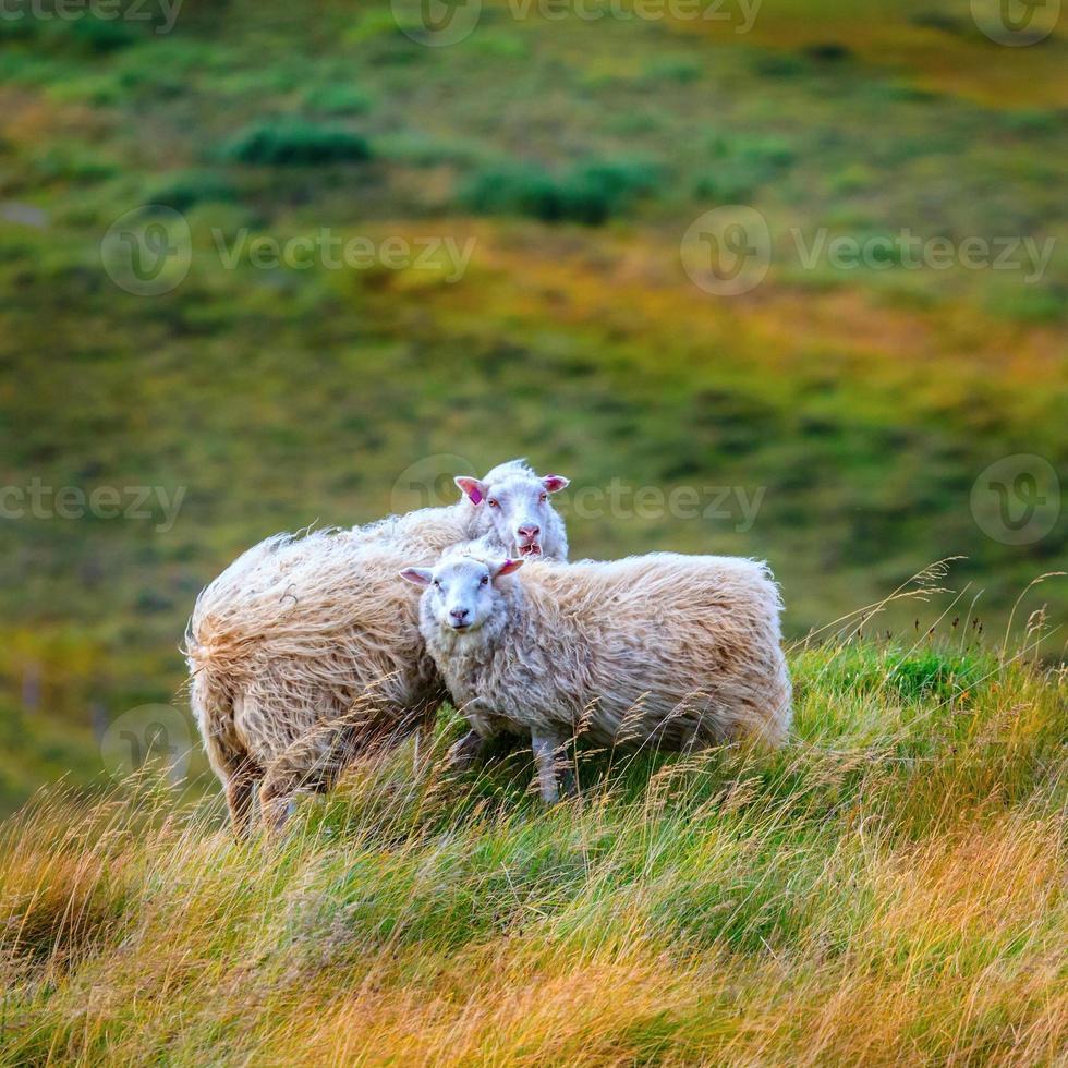 duas ovelhas foto