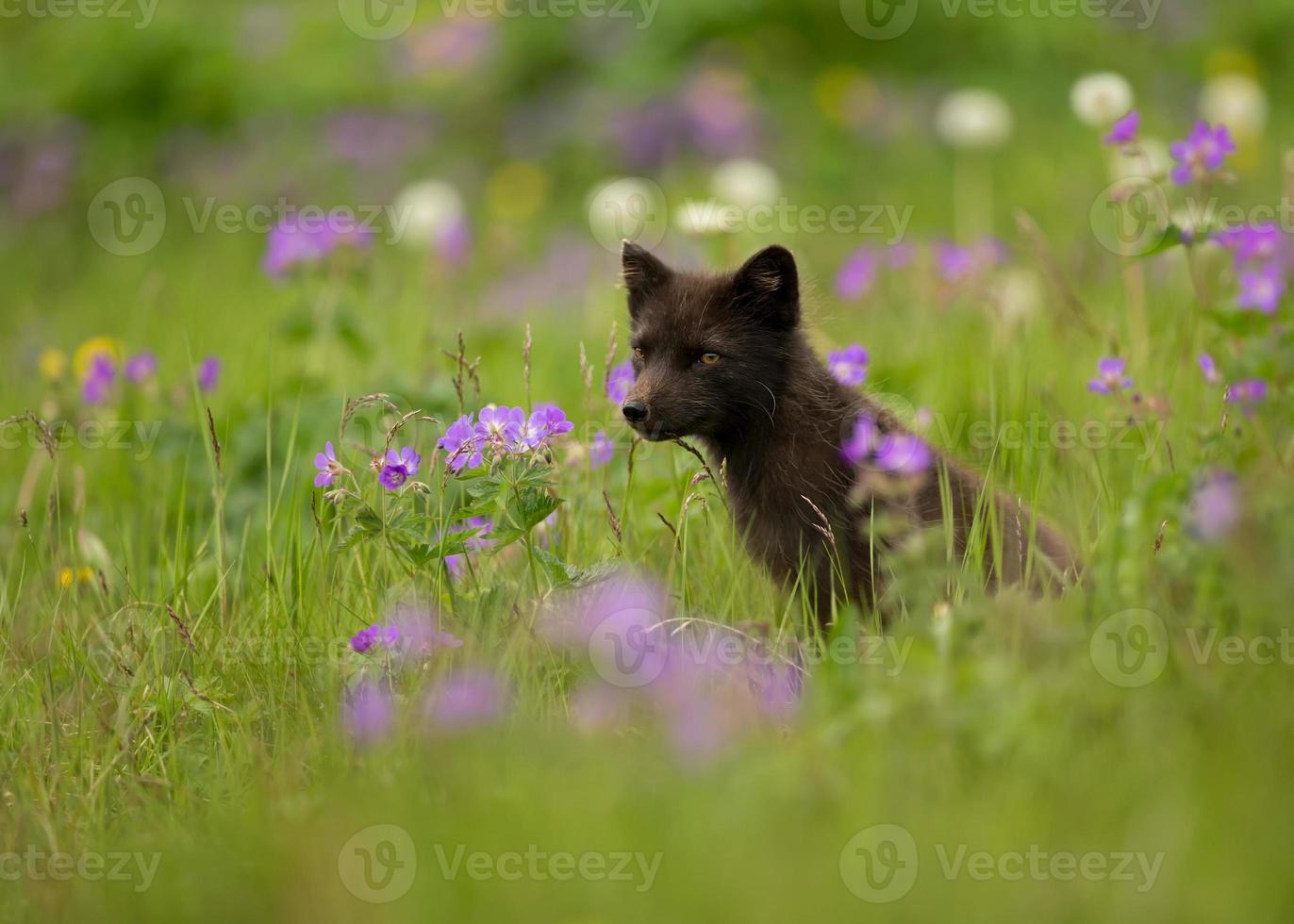 raposa do ártico vulpes lagopus no prado das flores, islândia. foto