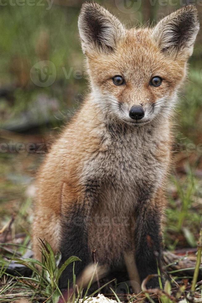 jovem raposa vermelha, vulpes vulpes foto