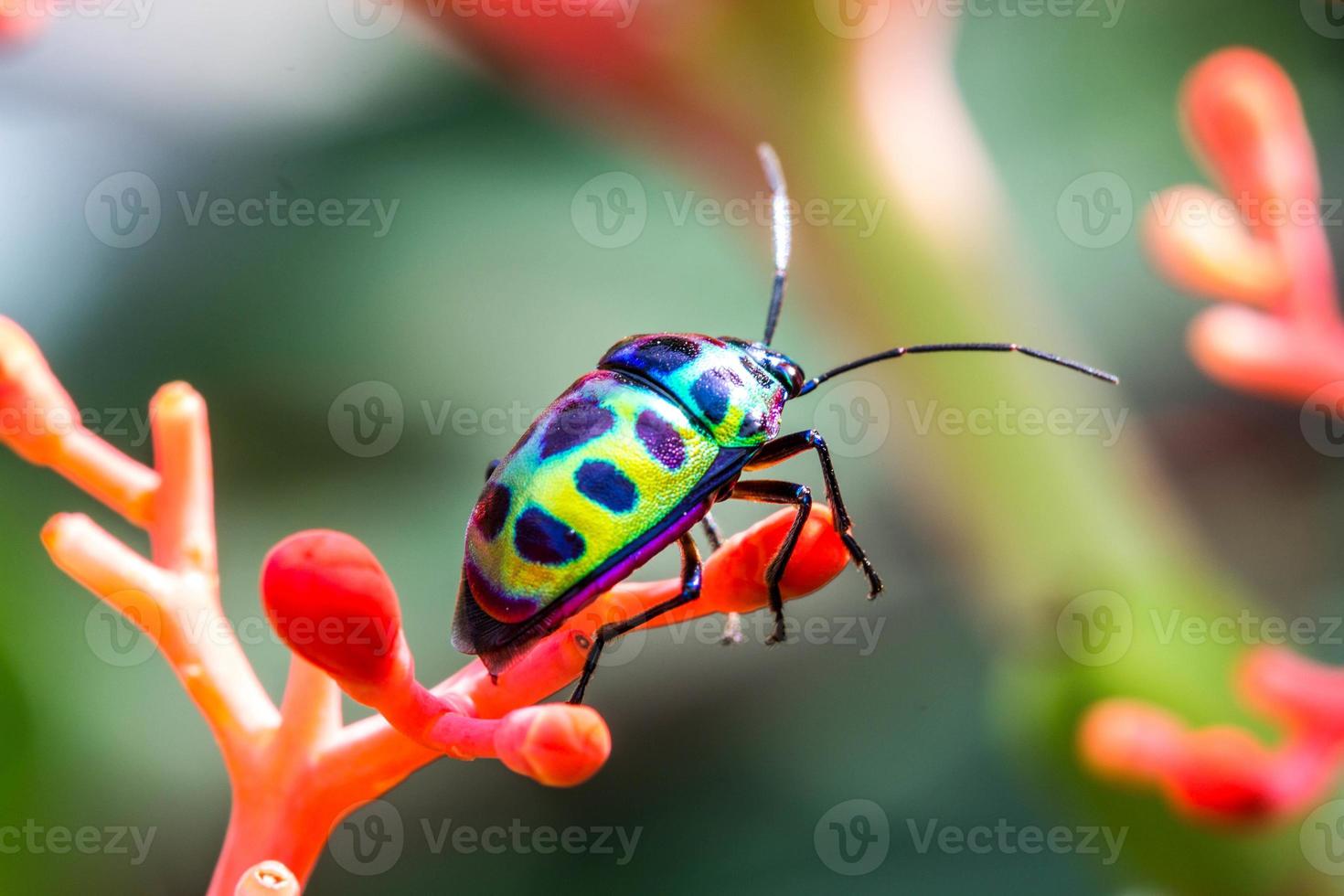 lichia escudo bug (chrysocoris stolli, scutelleridae) foto