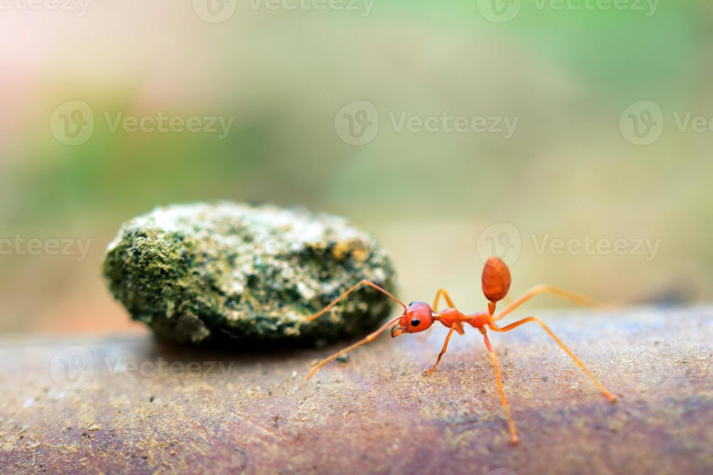 mundo minúsculo da formiga (macro, ambiente de foco seletivo no fundo da folha) foto