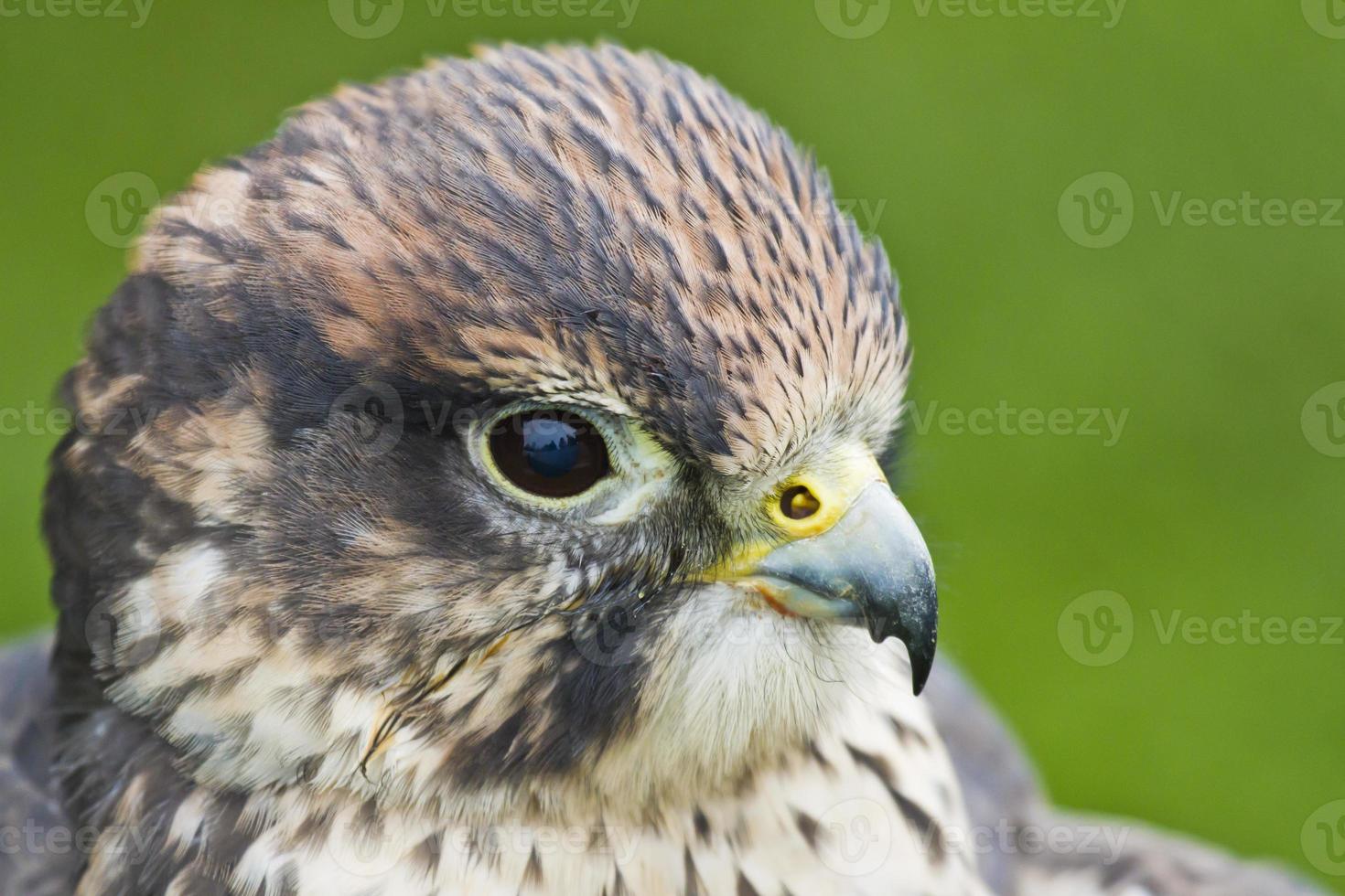 lanner falcon foto