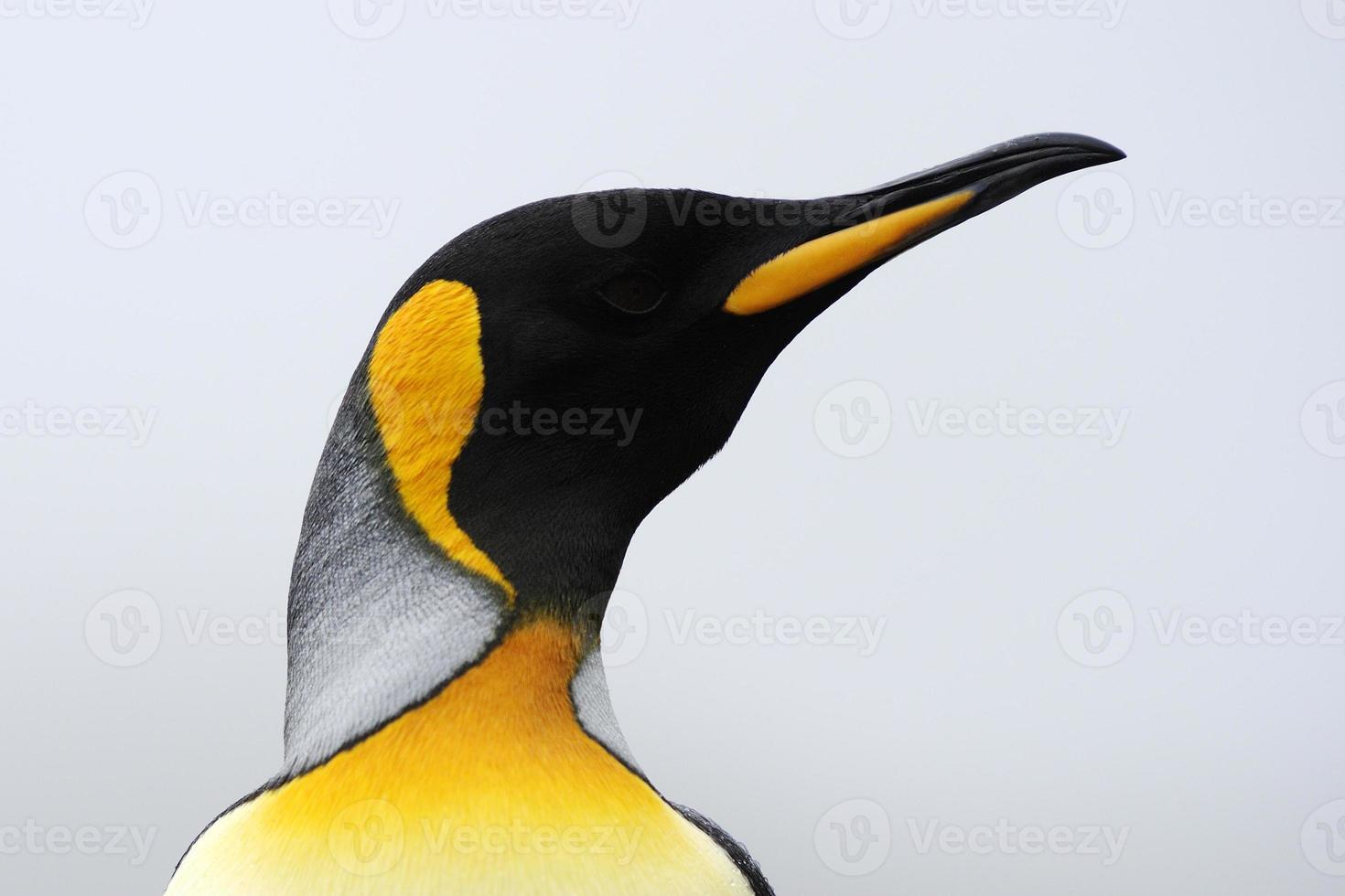 pinguim-rei (aptenodytes patagonicus) foto