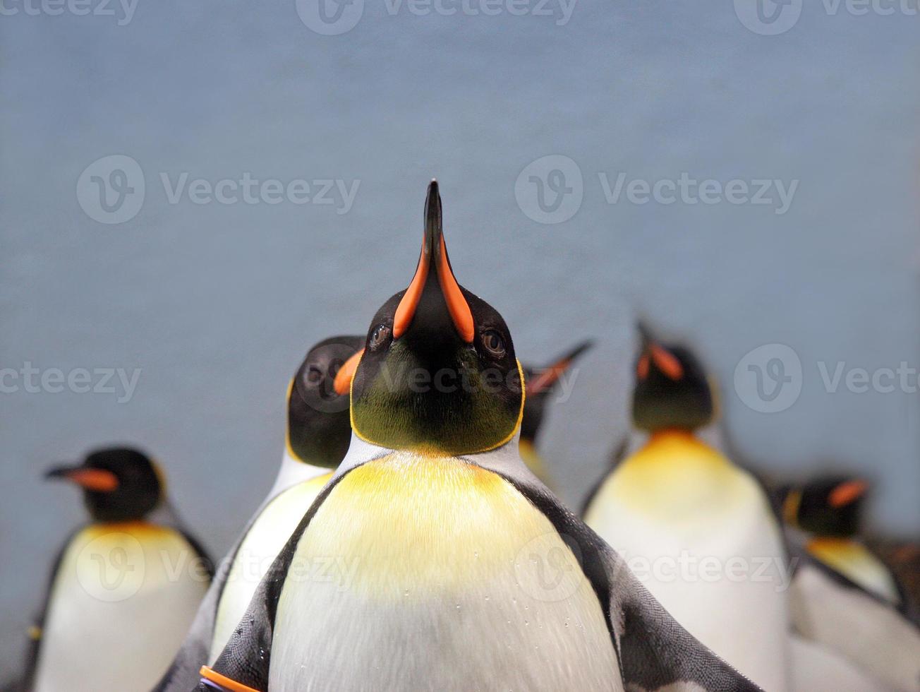 pinguins foto