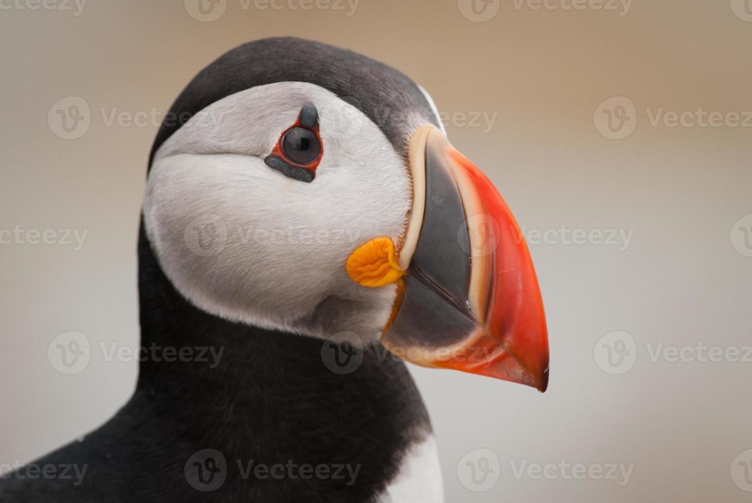 retrato de papagaio-do-mar atlântico foto