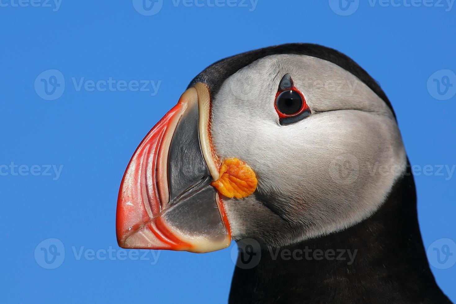 perfil de papagaio-do-mar foto