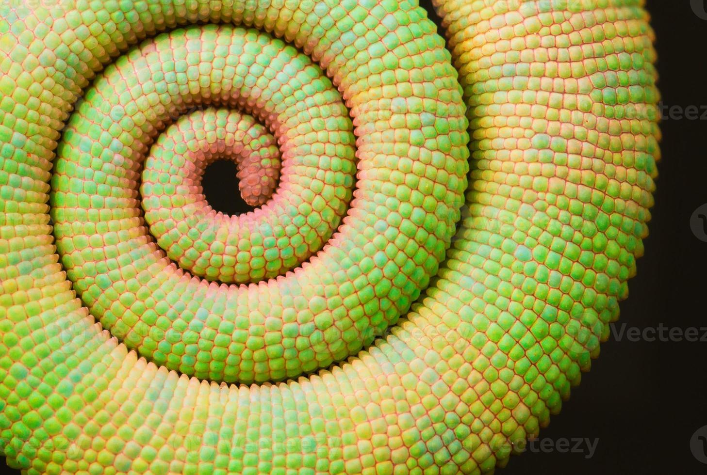 espiral (cauda de camaleão) foto