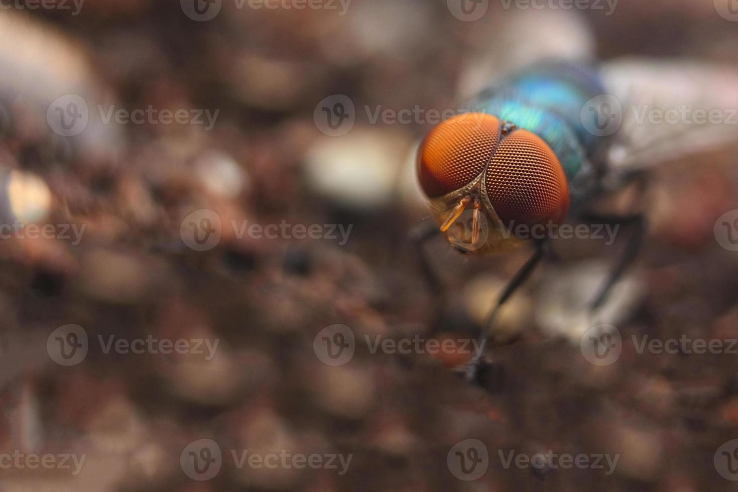 a mosca comum (musca domestica) foto