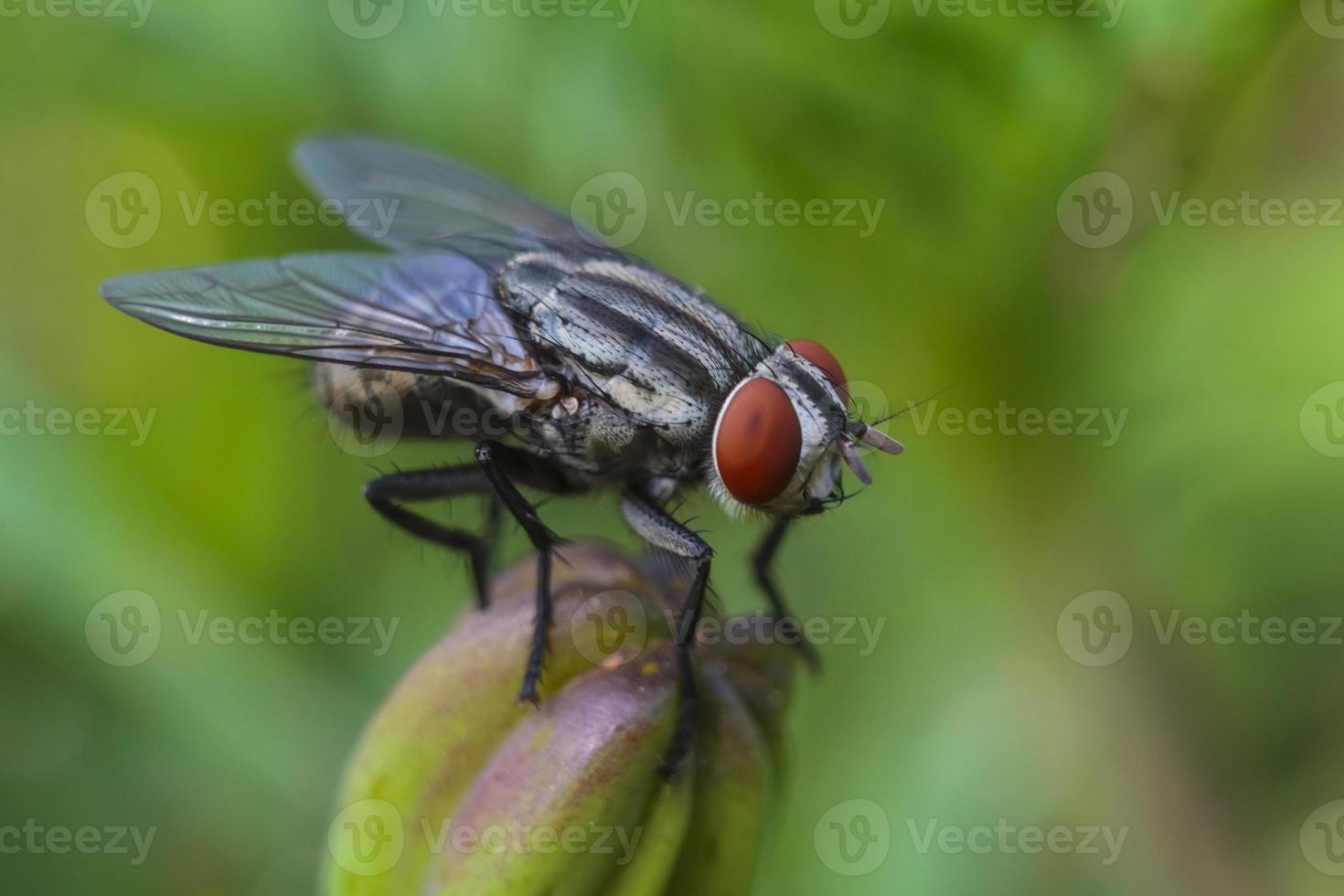 a mosca comum (musca domestica) foto