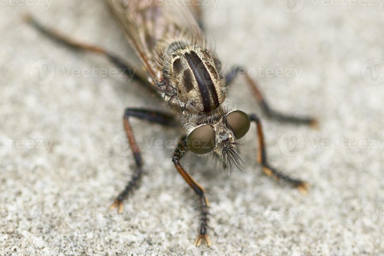 mosquito macro foto