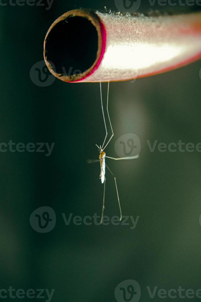 mosquito gigante pendurado (mosca-da-família fam. tipulidae) foto